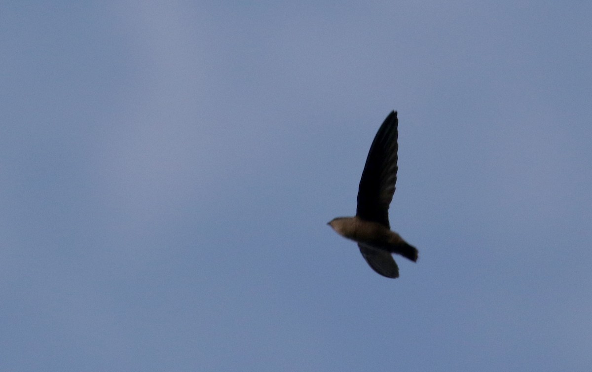 Chimney Swift - ML218610781