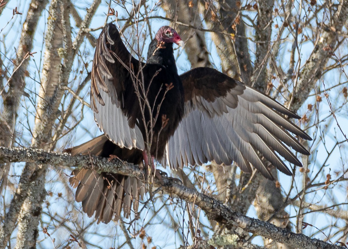 Turkey Vulture - Luc Tremblay