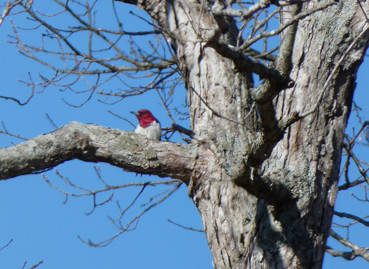 Red-headed Woodpecker - ML218614081