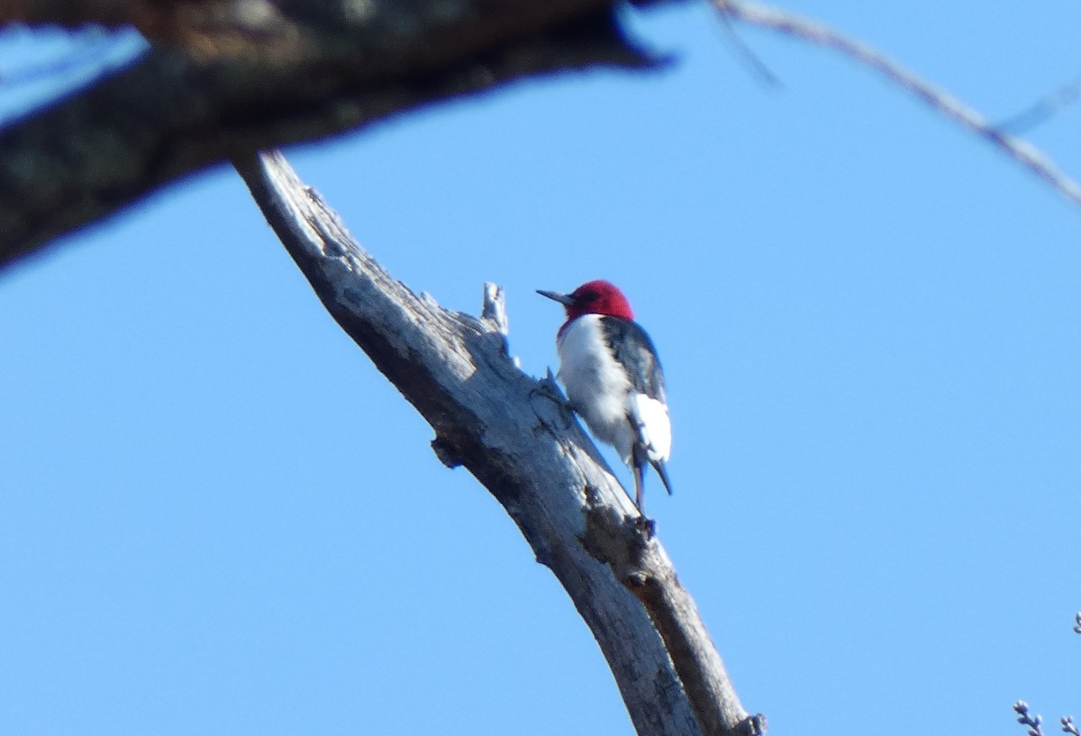 Red-headed Woodpecker - ML218614091