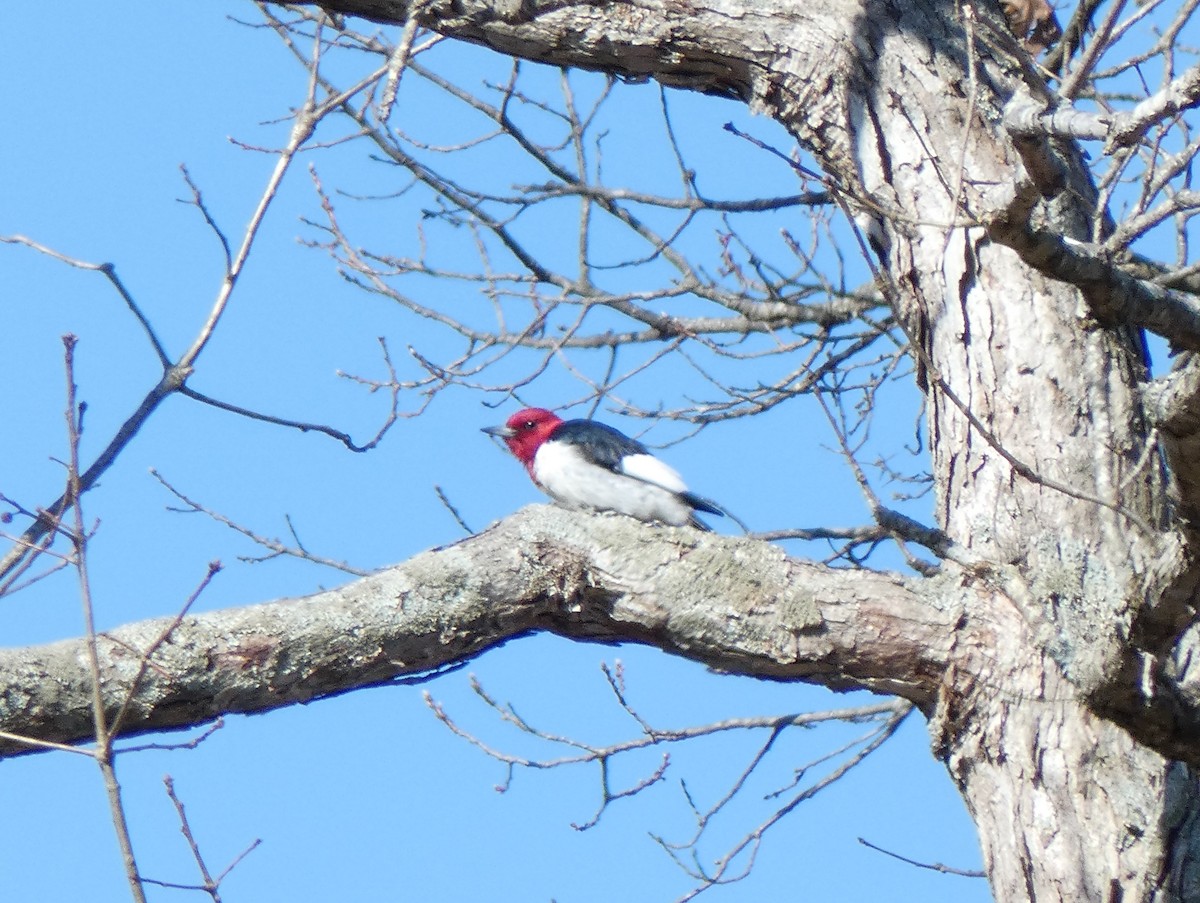 Red-headed Woodpecker - ML218614101