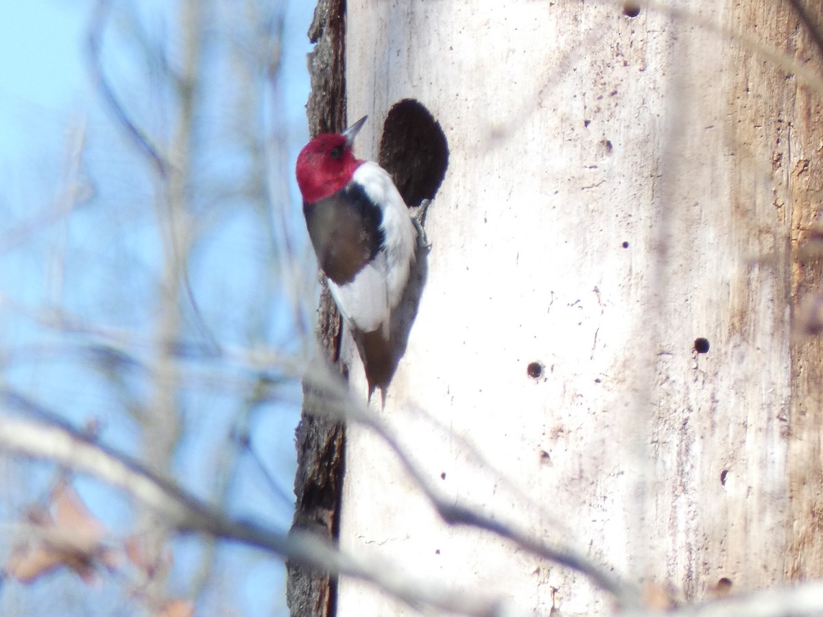 Red-headed Woodpecker - ML218614111