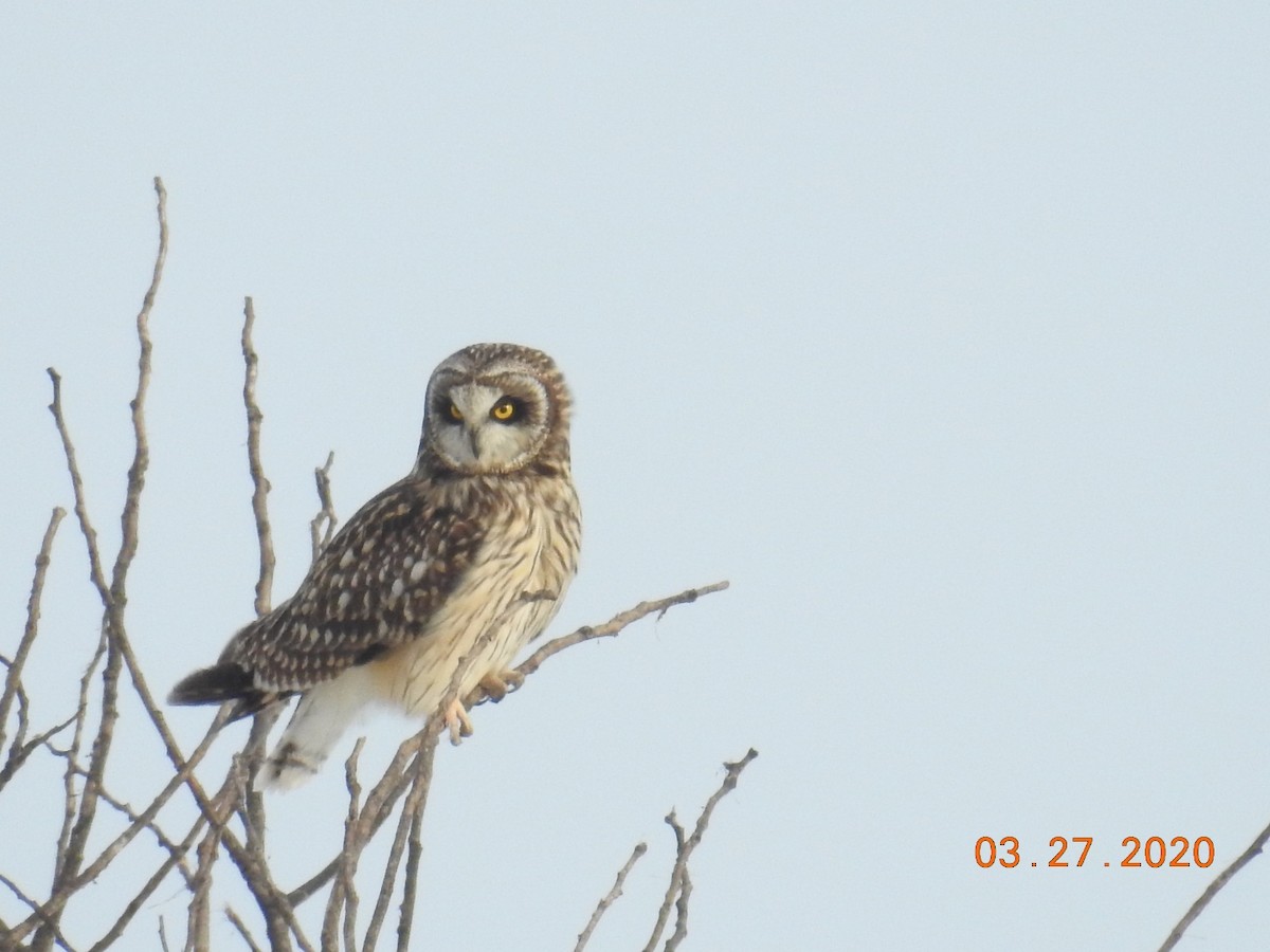 Short-eared Owl - ML218614181