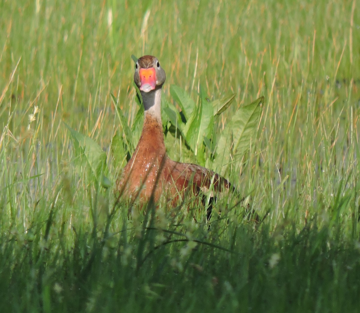 Black-bellied Whistling-Duck - ML218614411