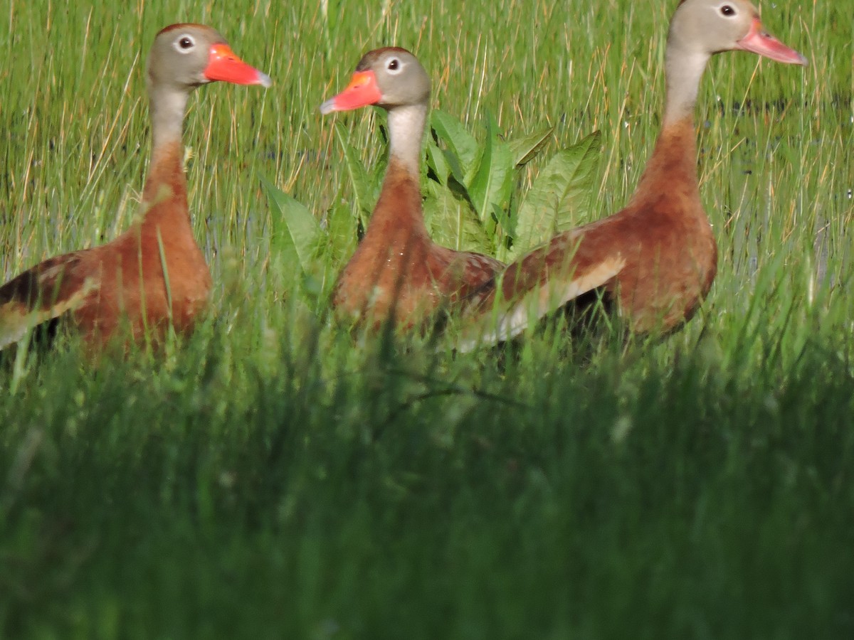 Black-bellied Whistling-Duck - ML218614481