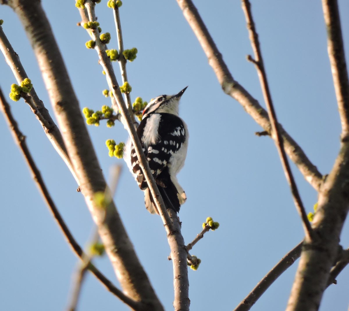 Downy Woodpecker - Dianne Duke