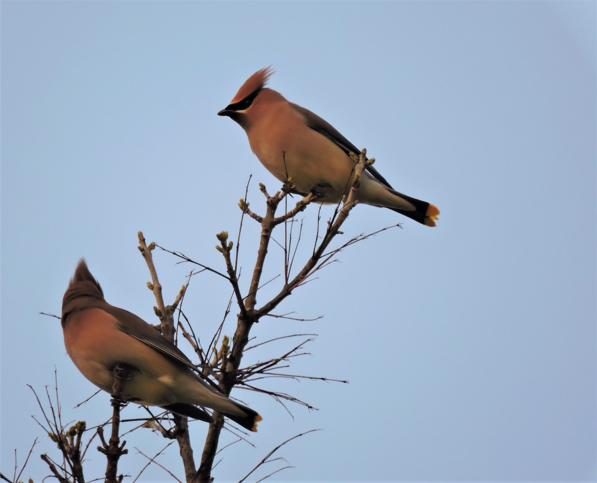 Cedar Waxwing - Dianne Duke