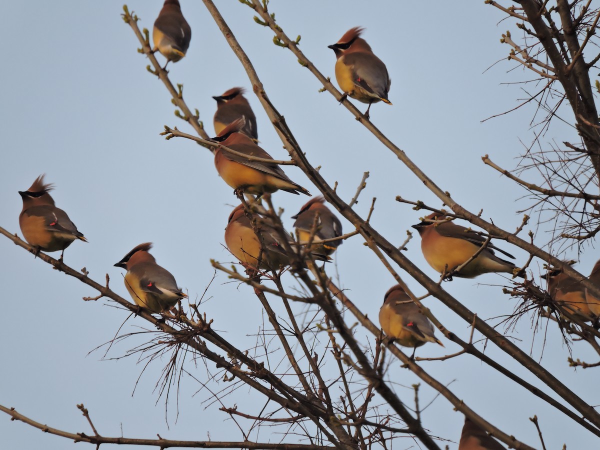 Cedar Waxwing - ML218614771