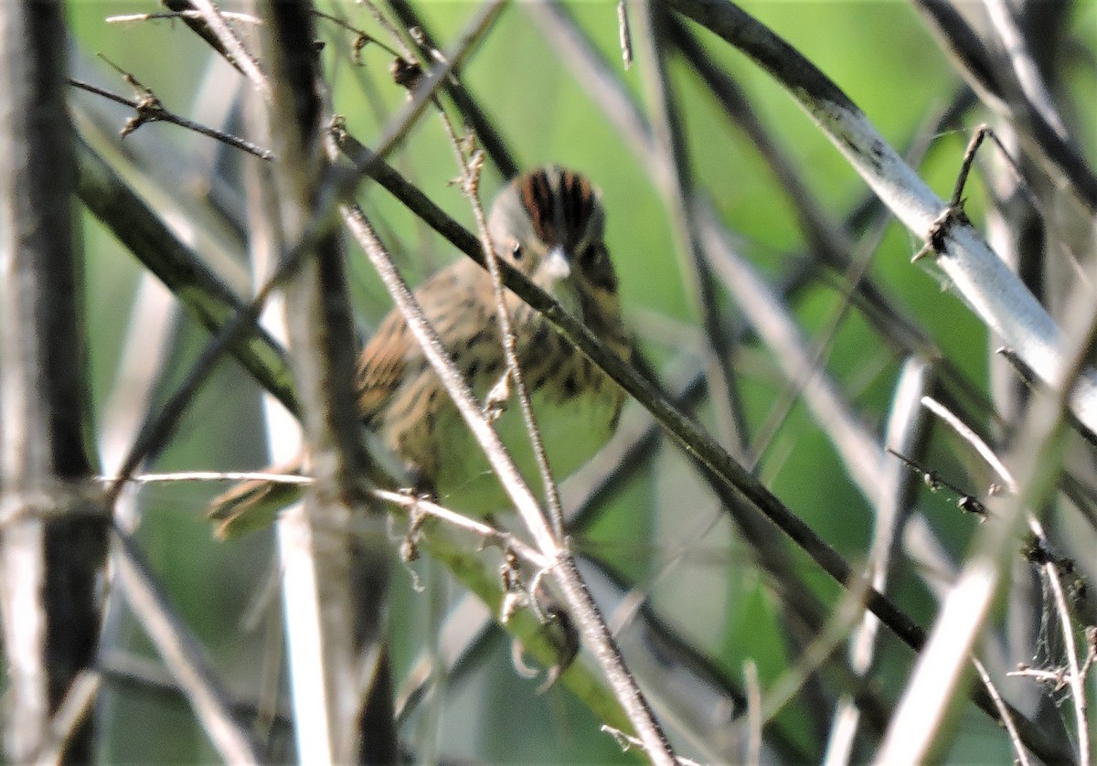 Lincoln's Sparrow - Dianne Duke