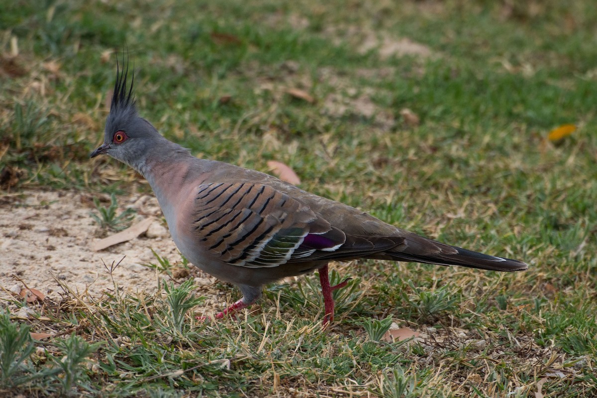 Crested Pigeon - Christine  Chester