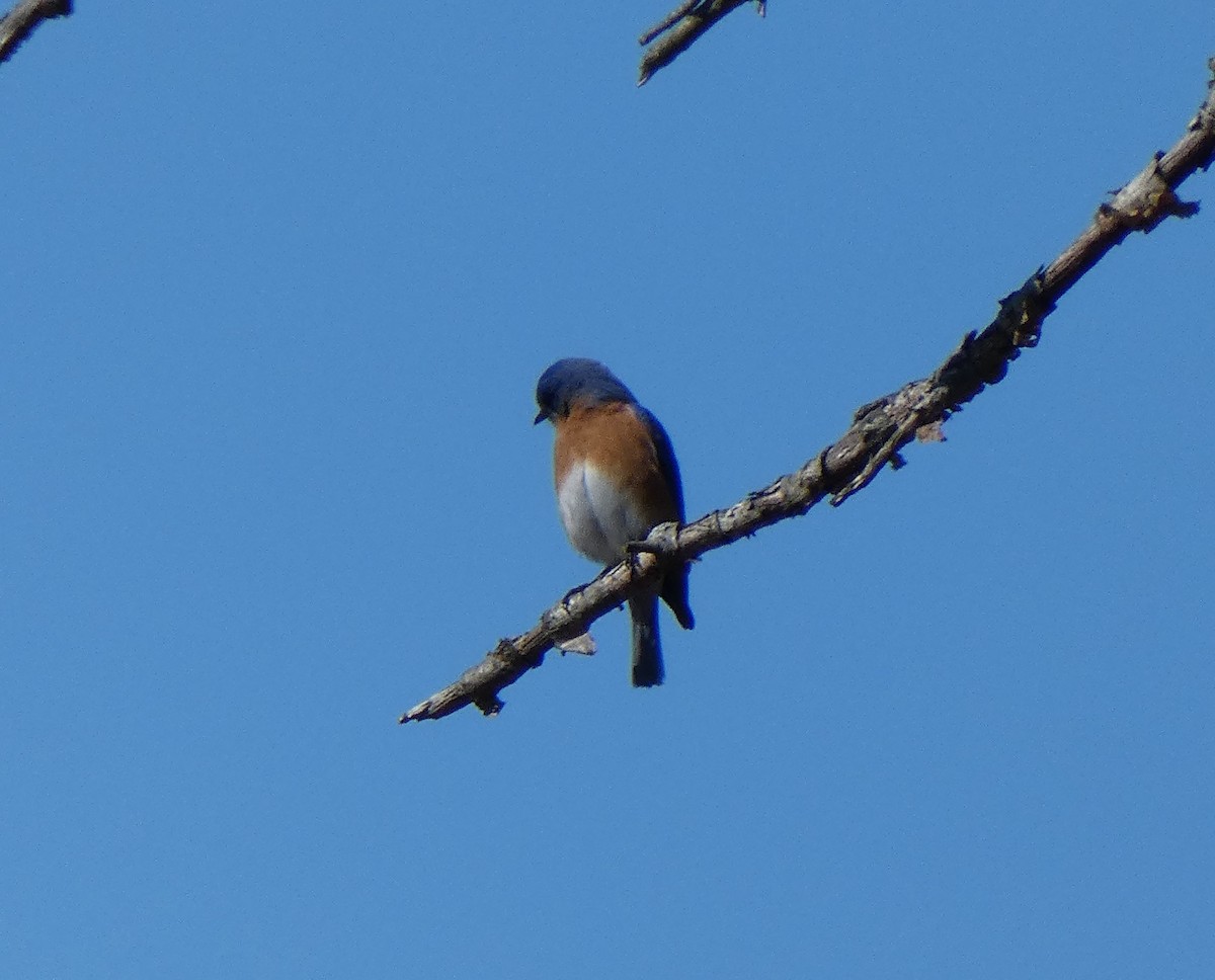 Eastern Bluebird - Richard  Zielinski