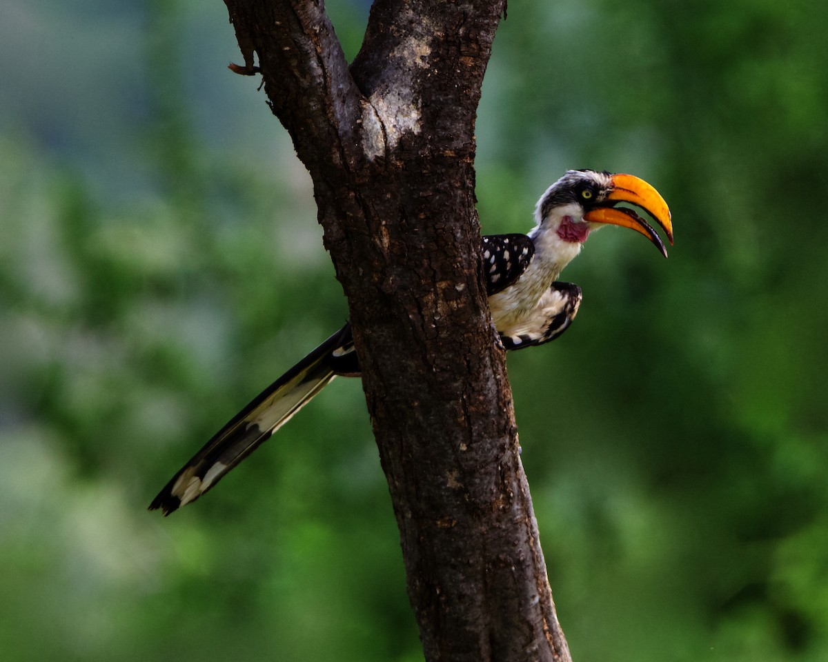 Eastern Yellow-billed Hornbill - Peder Svingen