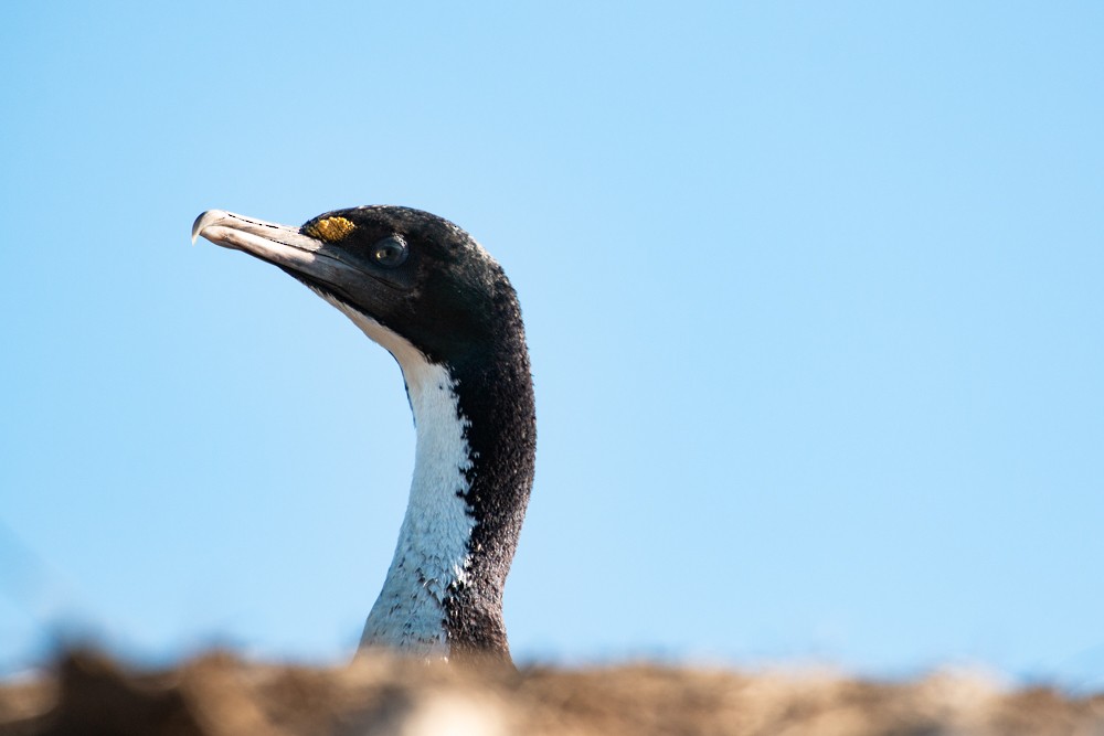 New Zealand King Shag - Dan Burgin