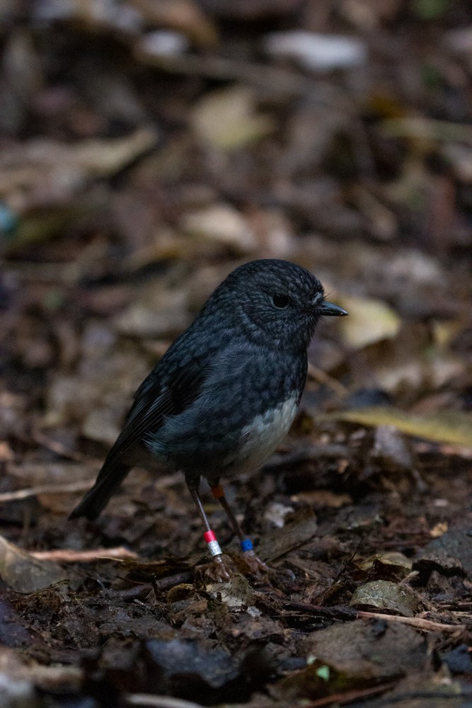 North Island Robin - ML218621491