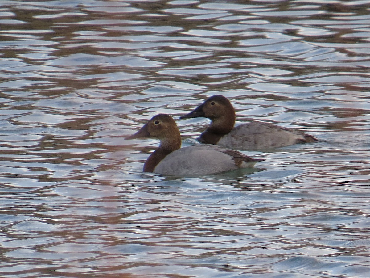 Canvasback - ML21862271