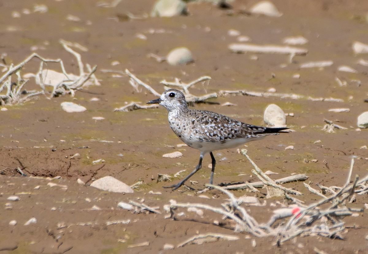 Black-bellied Plover - Mary McSparen