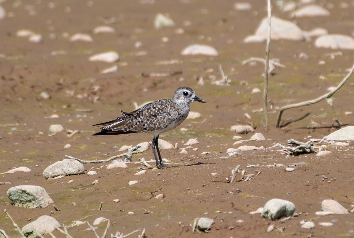 Black-bellied Plover - Mary McSparen