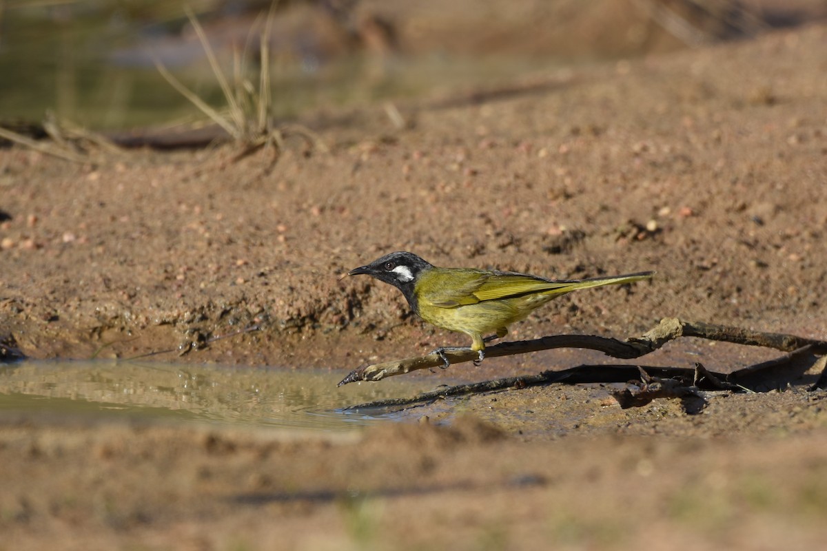 White-eared Honeyeater - ML218624261