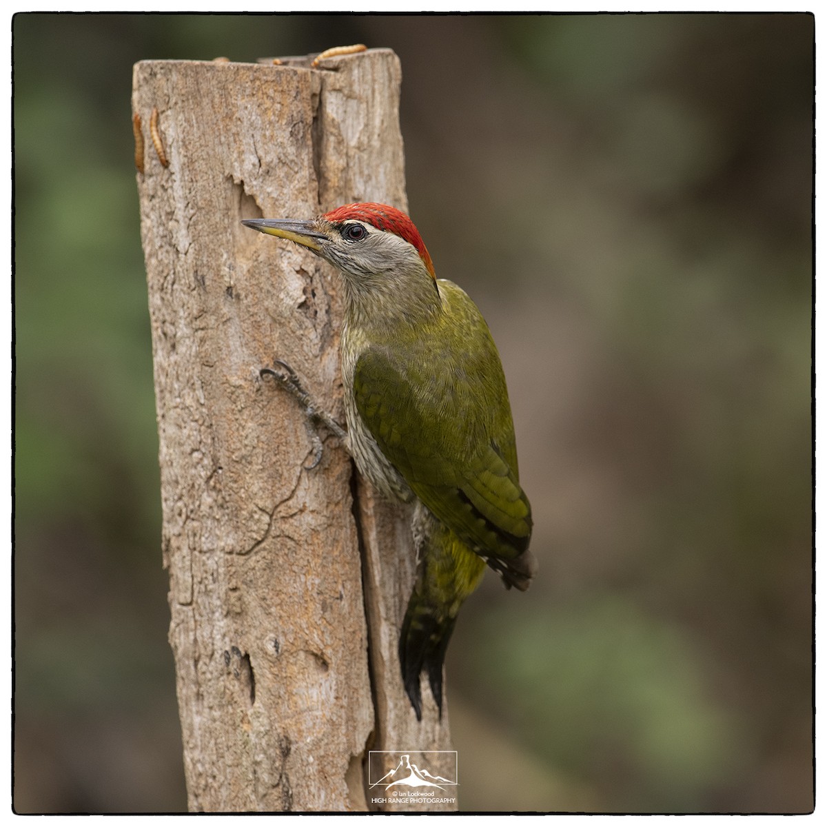 Streak-throated Woodpecker - ML218624281