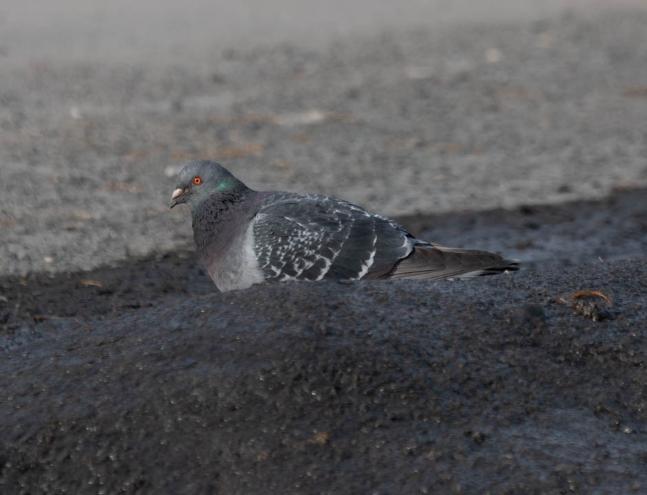 ML218624821 - Rock Pigeon (Feral Pigeon) - Macaulay Library