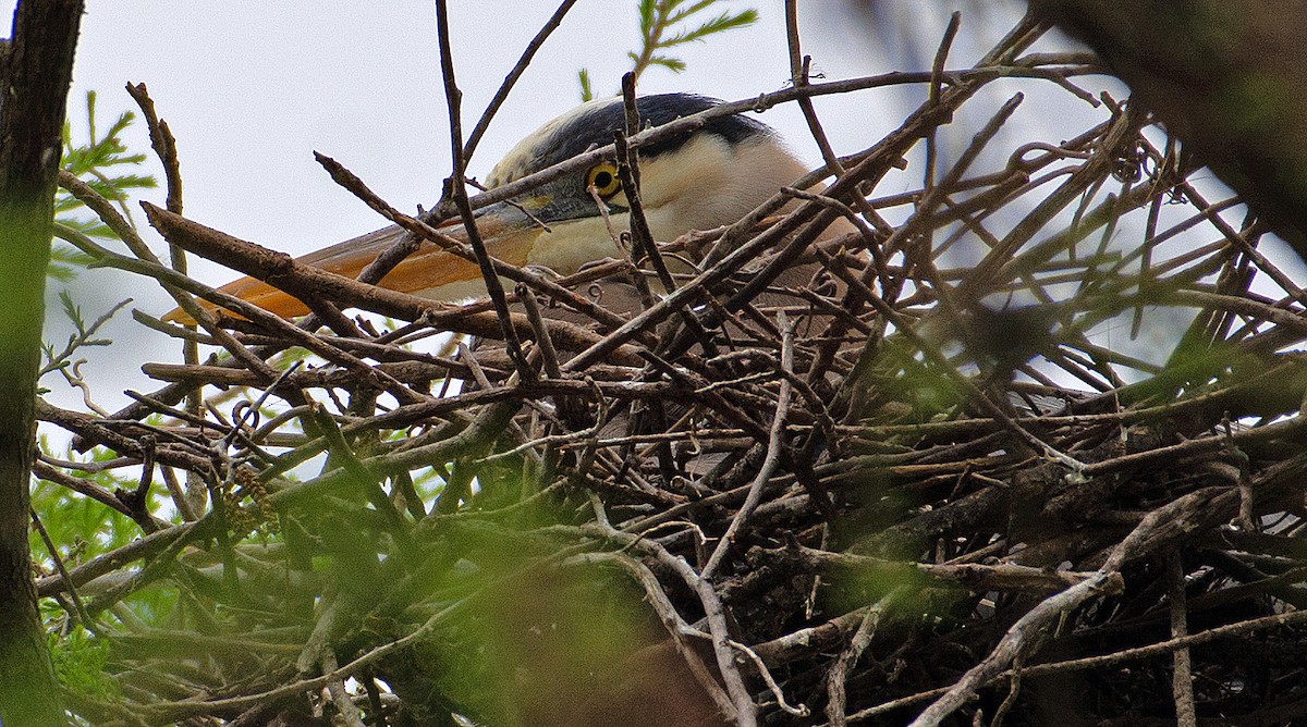 Garza Azulada - ML218625111