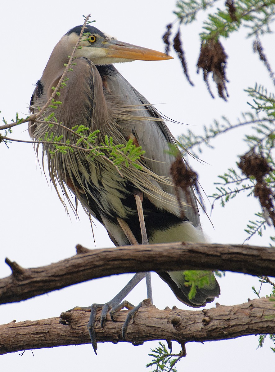 Great Blue Heron - ML218625121