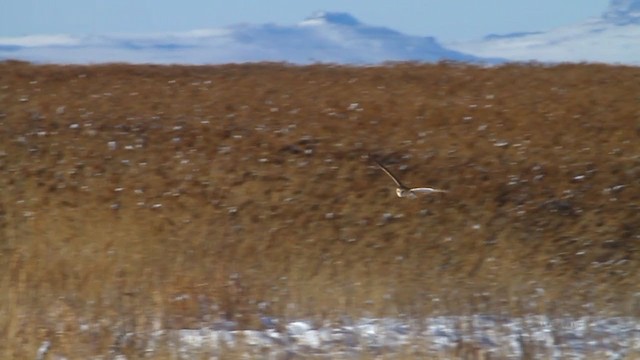 Barn Owl (American) - ML218625811