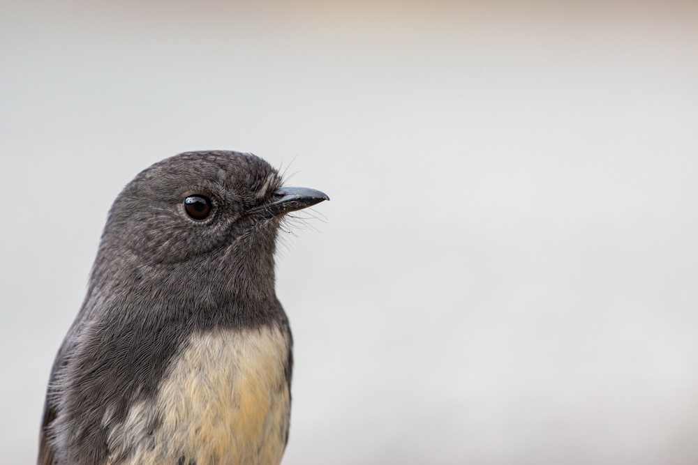 South Island Robin - Dan Burgin