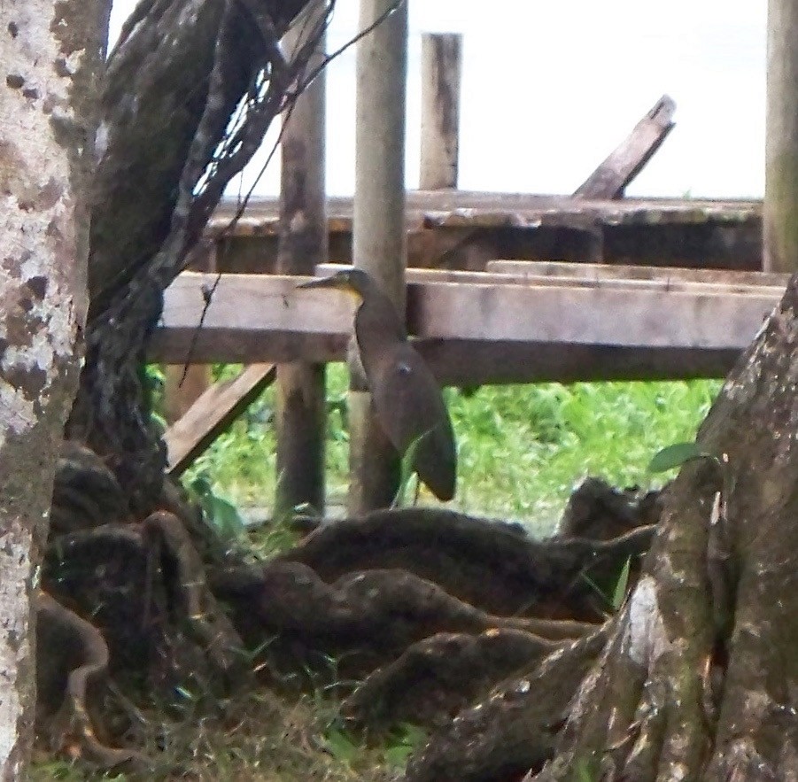 Bare-throated Tiger-Heron - ML218629291