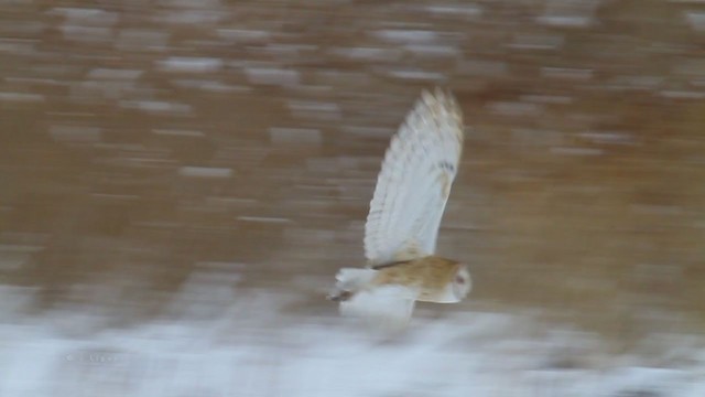 Barn Owl (American) - ML218632611