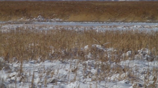 sova americká [skupina tuidara] - ML218634061