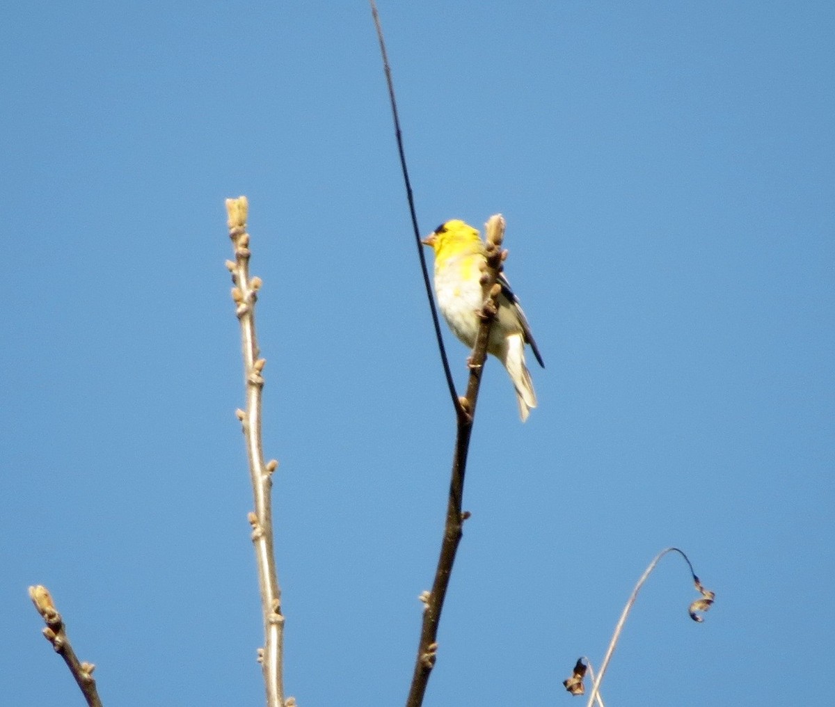 American Goldfinch - ML218635411