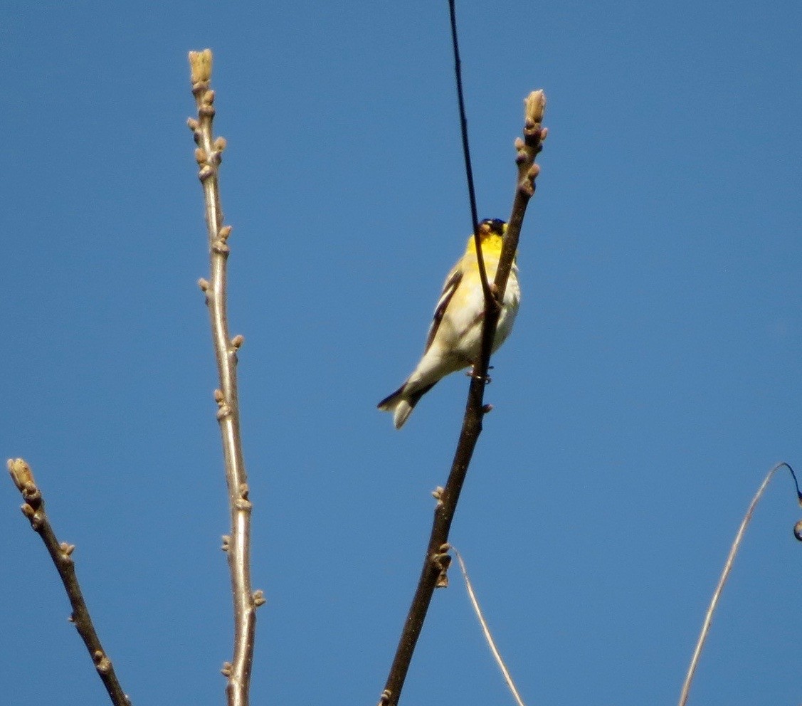 American Goldfinch - ML218635421