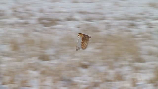 American Barn Owl (American) - ML218636361