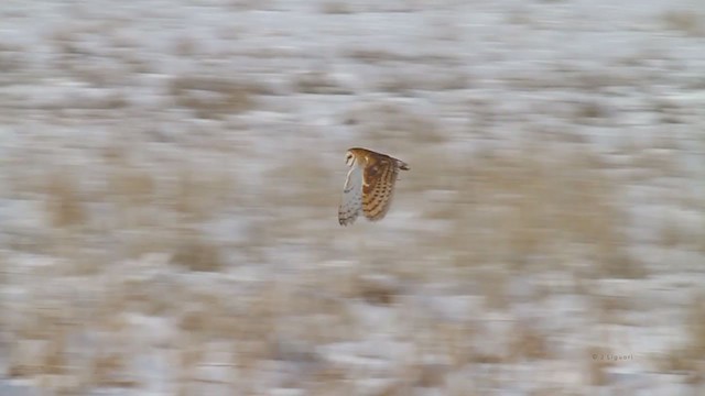 Barn Owl (American) - ML218636361