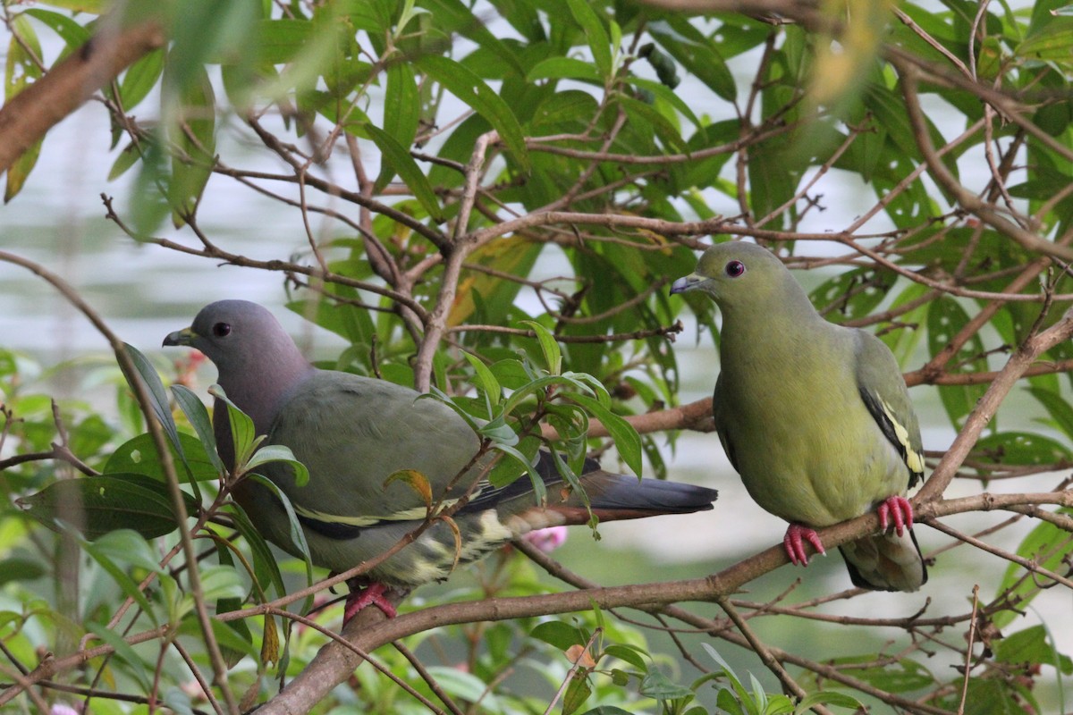 Pink-necked Green-Pigeon - ML218636471
