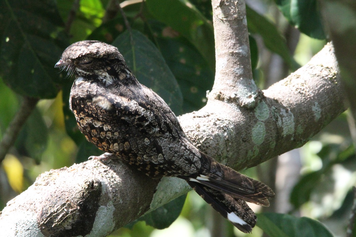 Gray Nightjar - Lisa Davis
