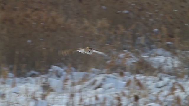 sova americká [skupina tuidara] - ML218636871