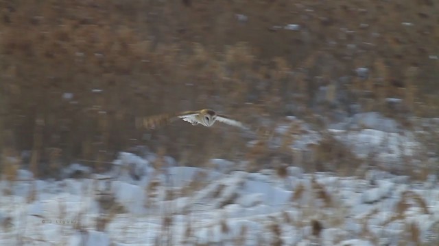 Barn Owl (American) - ML218636871