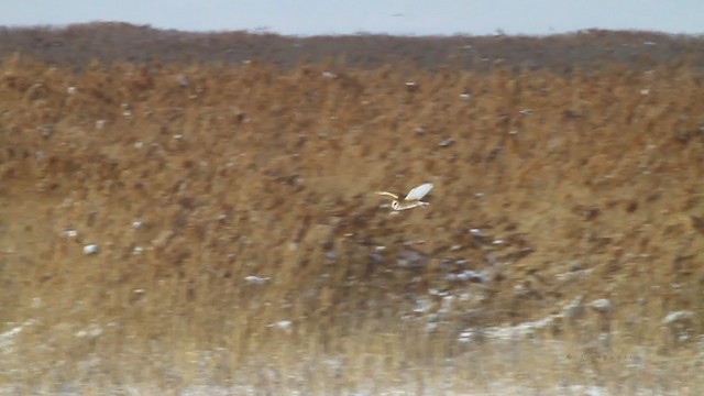 sova americká [skupina tuidara] - ML218637511