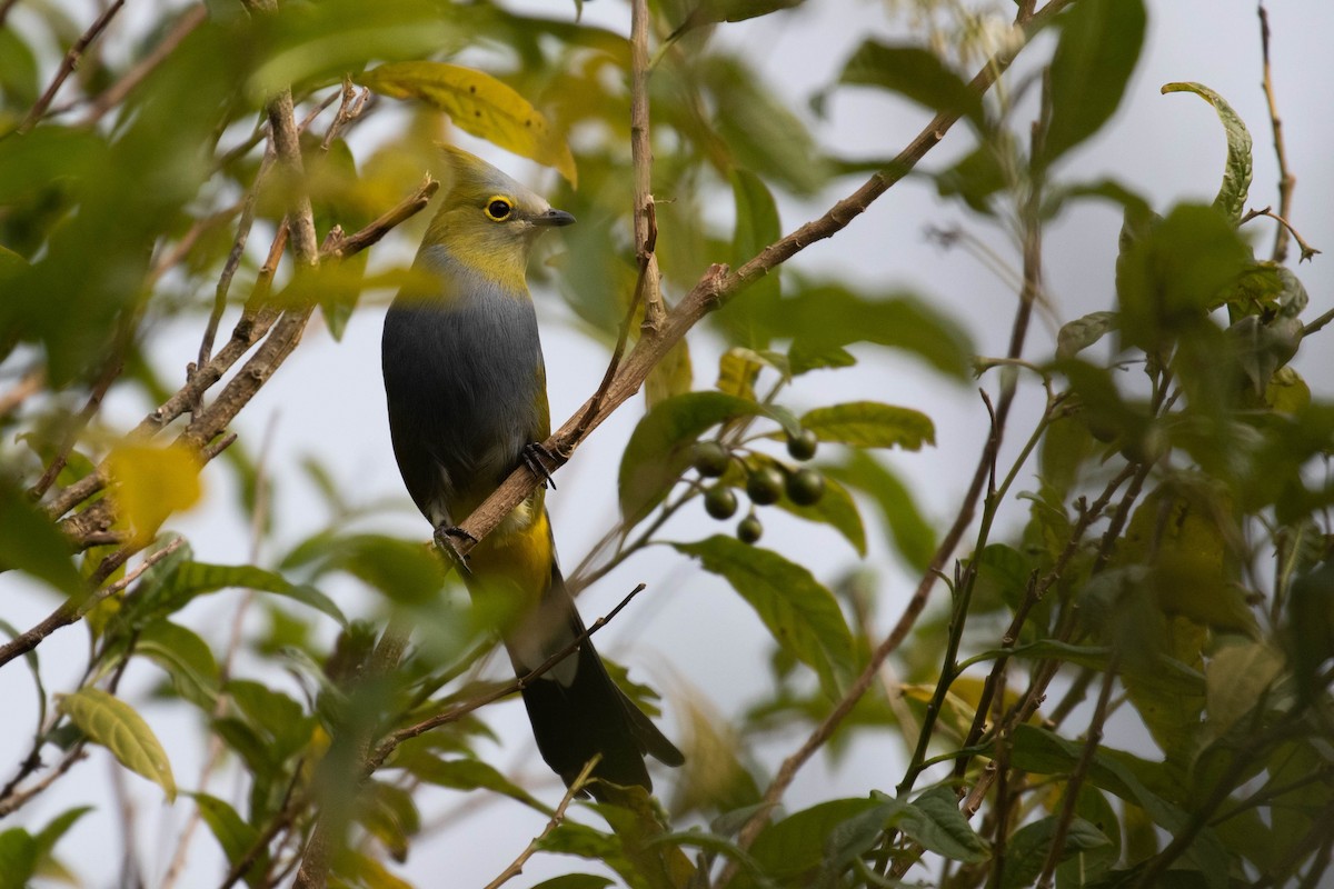 Long-tailed Silky-flycatcher - Alex Lamoreaux