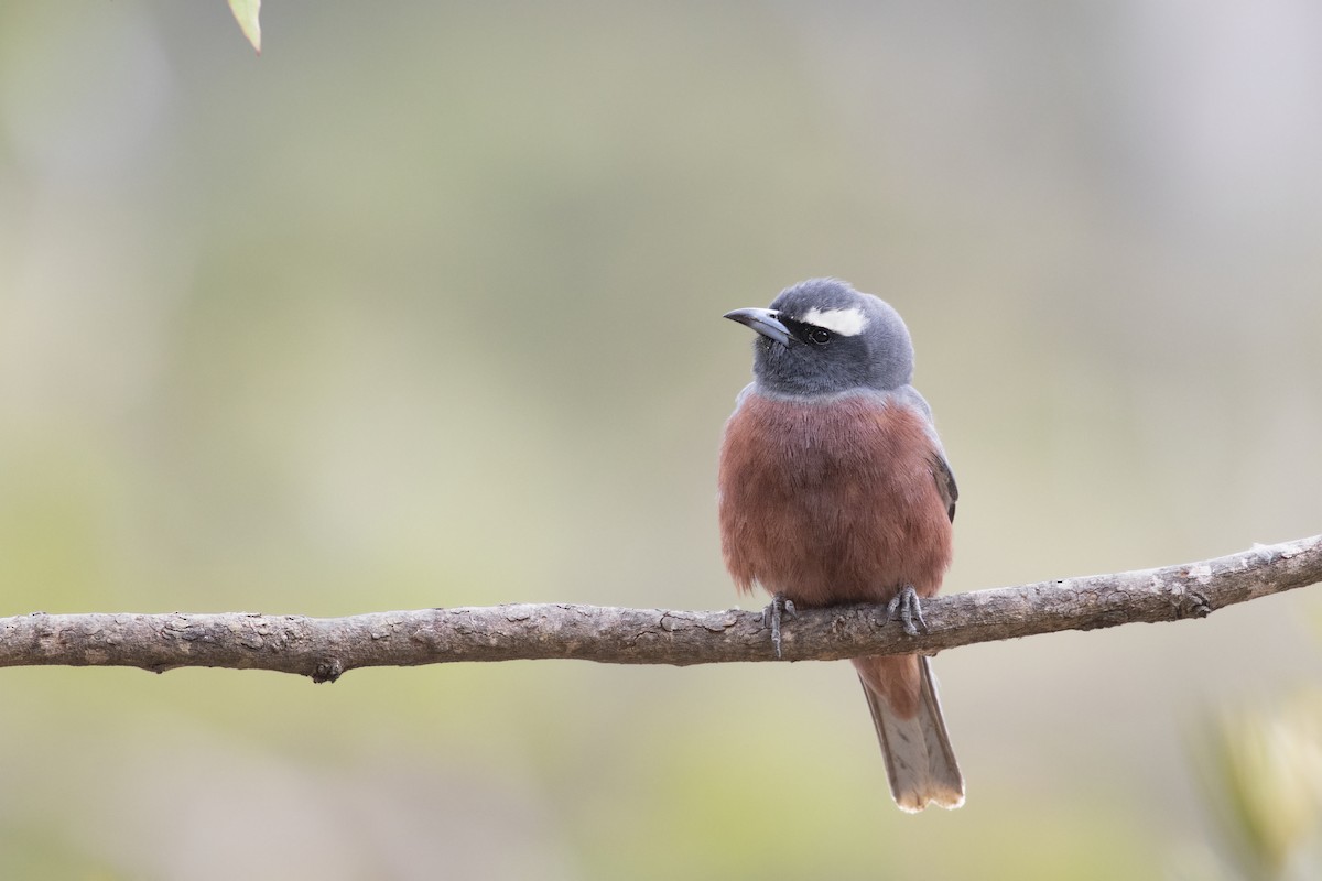 White-browed Woodswallow - ML218638581