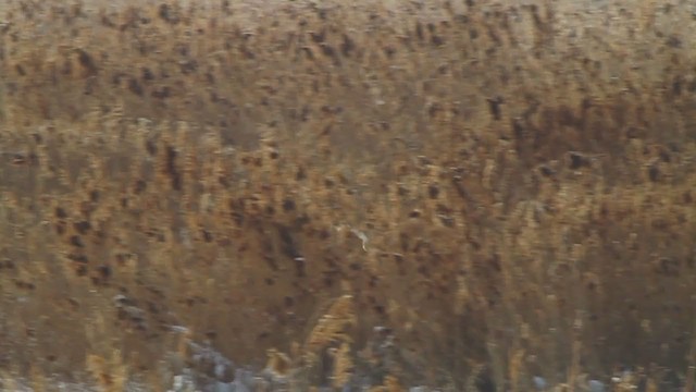 sova americká [skupina tuidara] - ML218639421