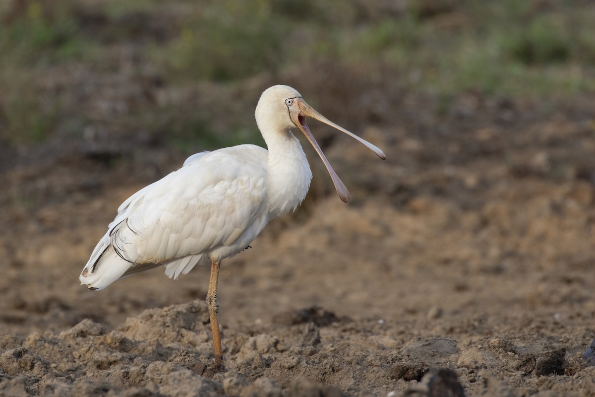 Yellow-billed Spoonbill - Timothy Paasila