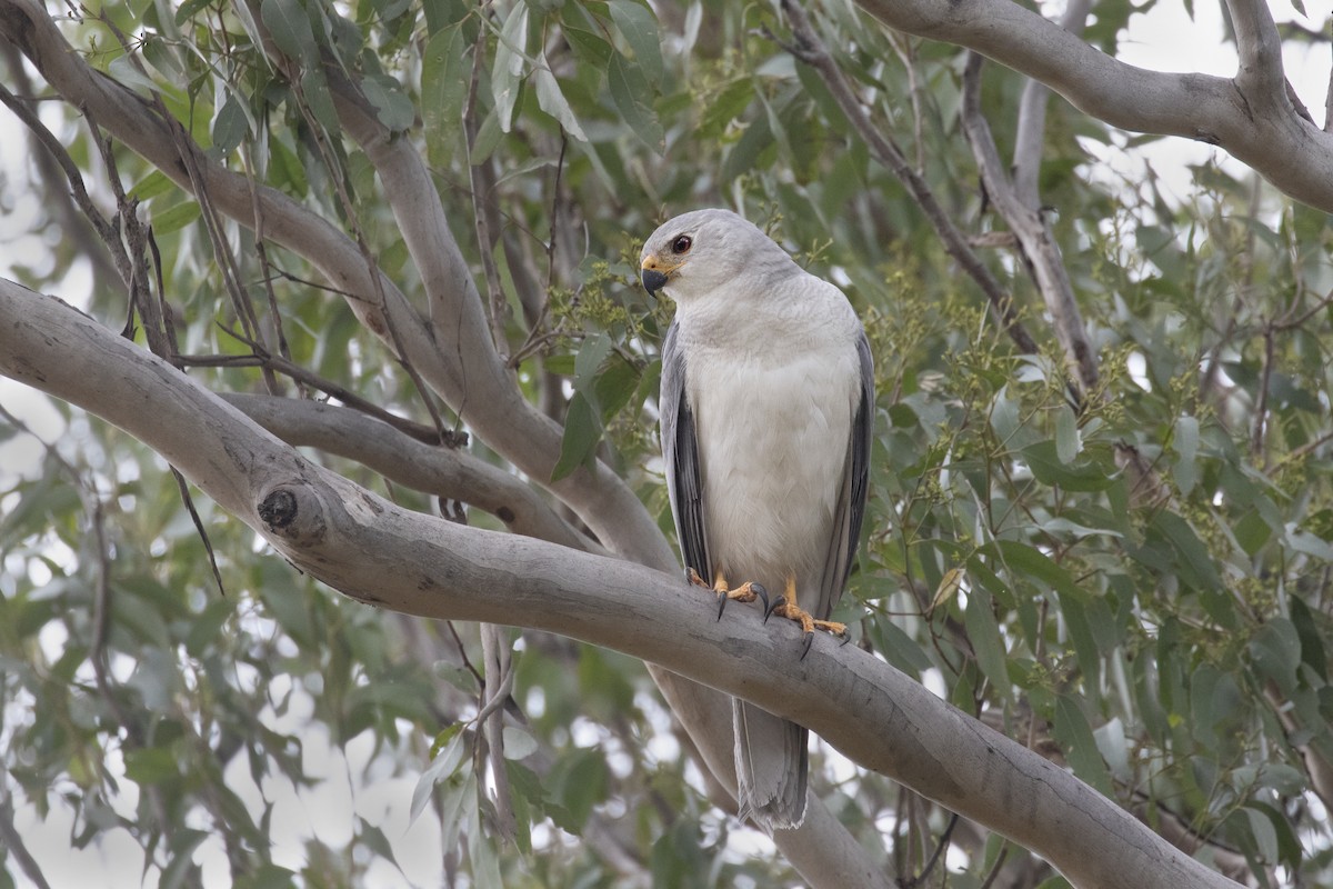 Gray Goshawk - ML218640011