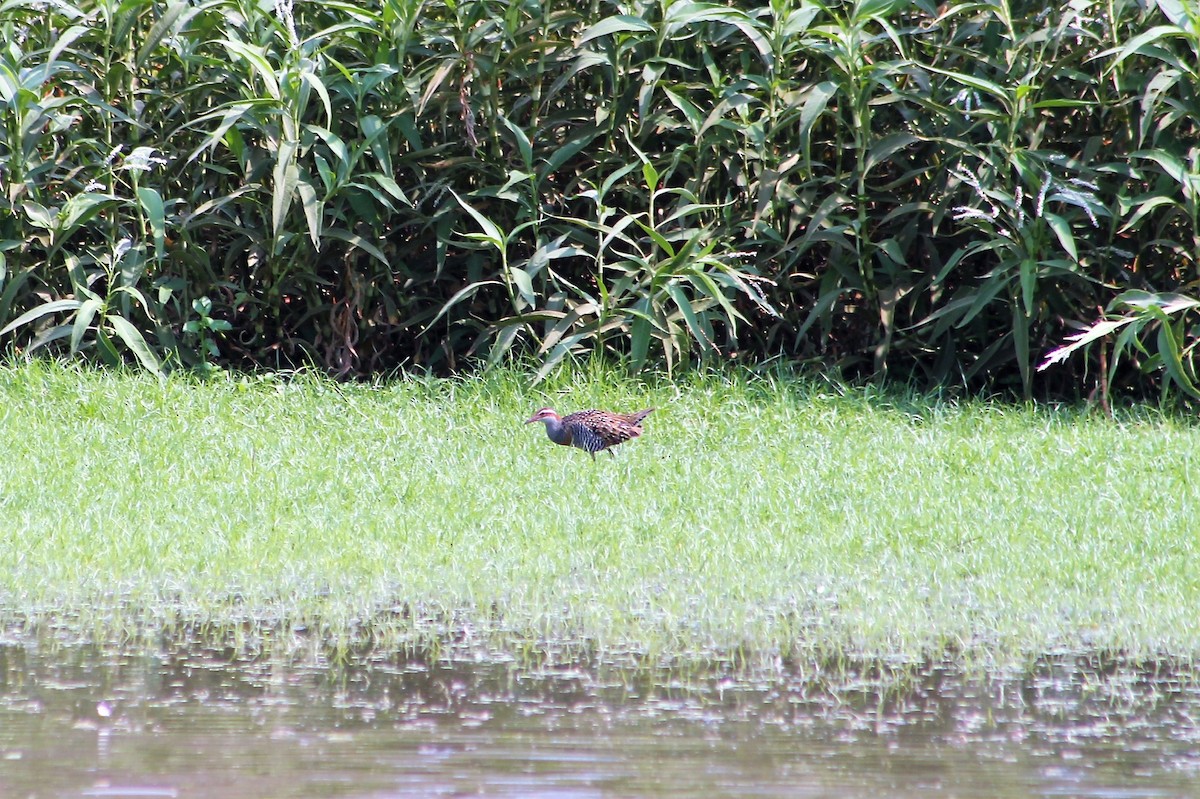 Buff-banded Rail - ML218640371