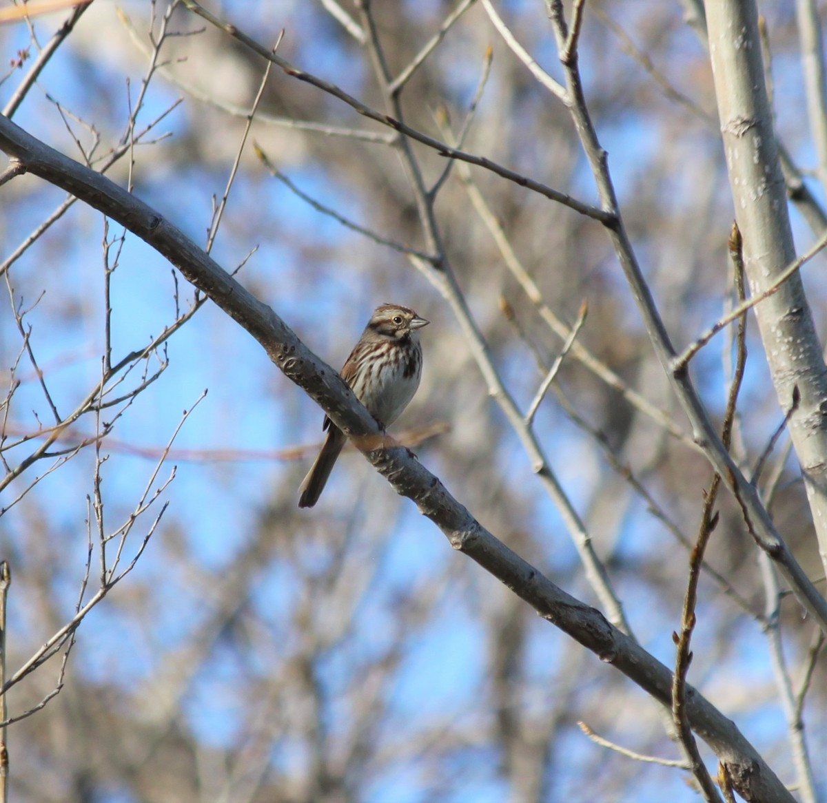 Song Sparrow - Baptiste Thomin