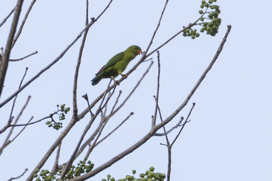 Vernal Hanging-Parrot - ML218642851