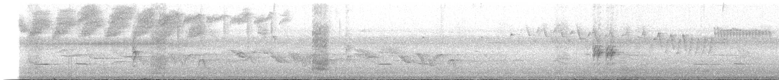 White-eared Ground-Sparrow - ML218643