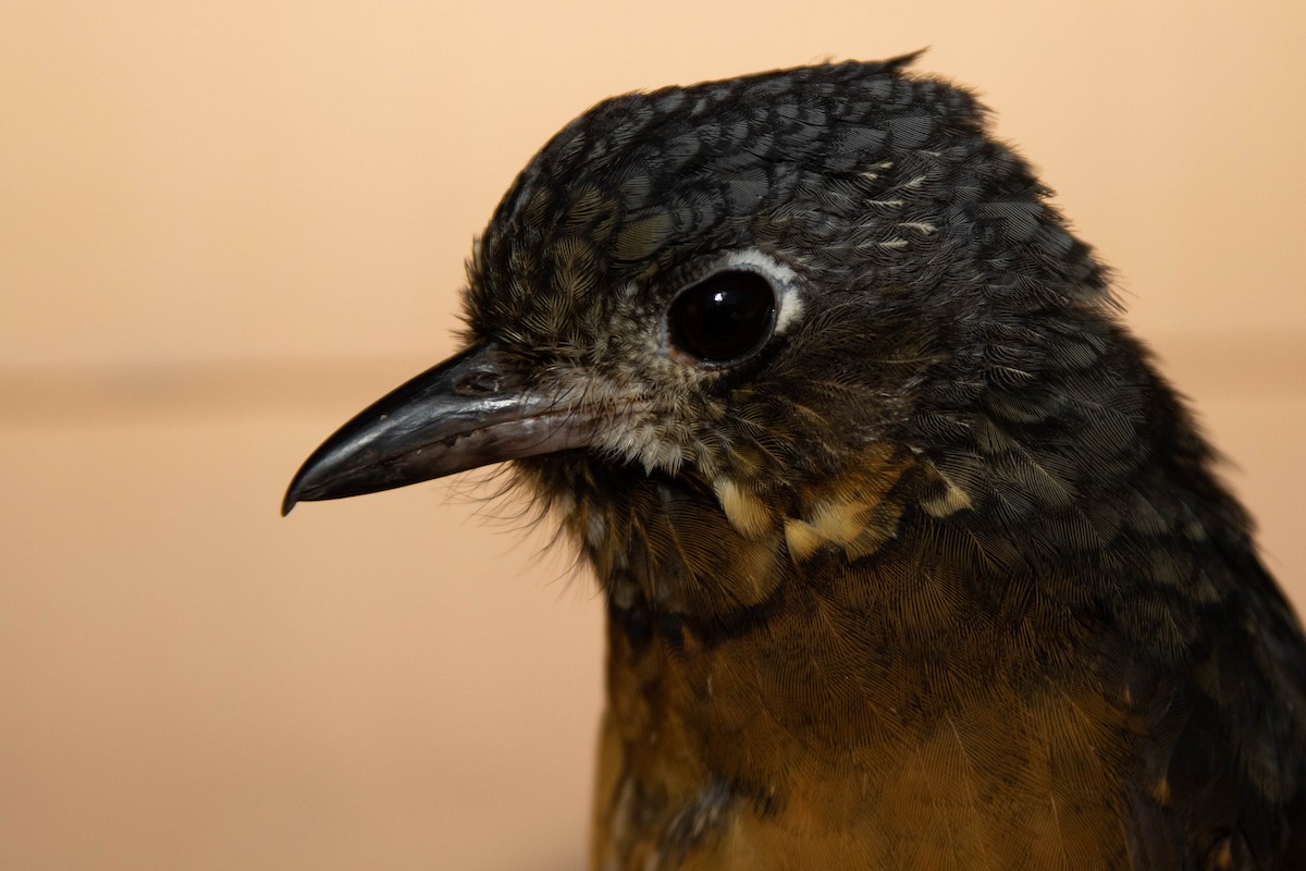 Scaled Antpitta - Alex Lamoreaux